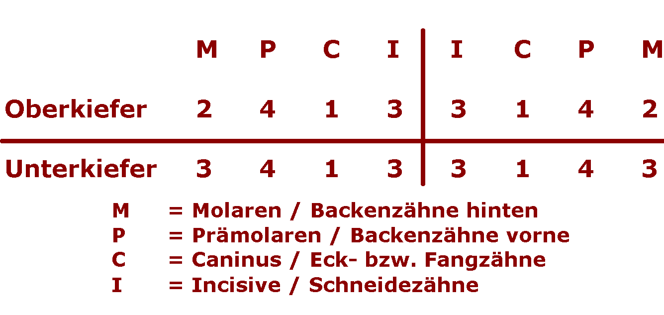 Grundlagen der Hundeernährung Teil 1